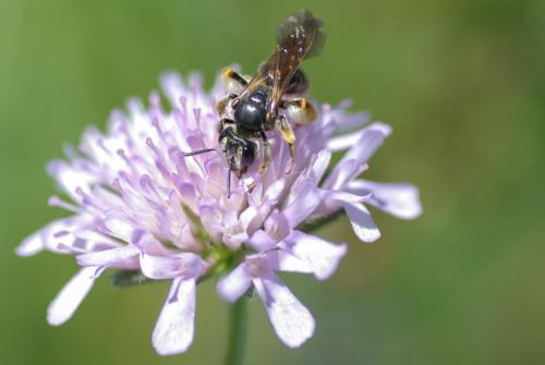 Andrena hattorfiana